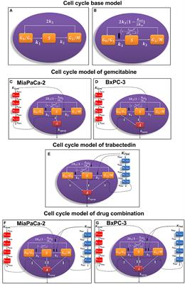 Pharmacodynamic Modeling of Cell Cycle Effects for Gemcitabine and Trabectedin Combinations in Pancreatic Cancer Cells